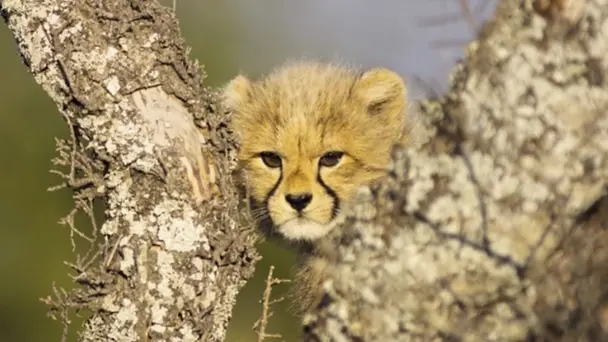 Usana, the Cheetah Cub