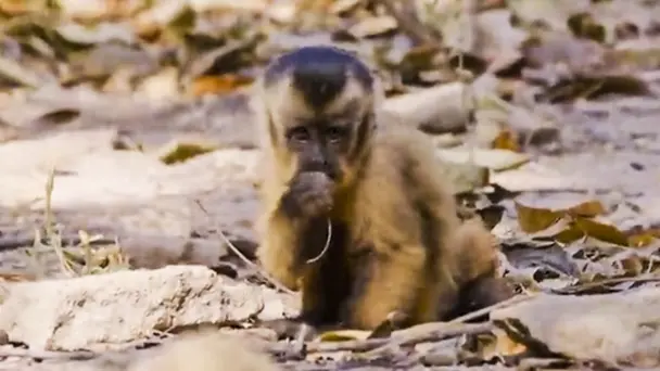 Chico, the Baby Cap...