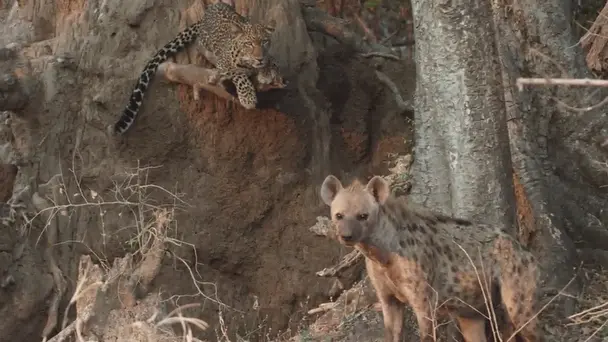 One Day In Wild Zambia