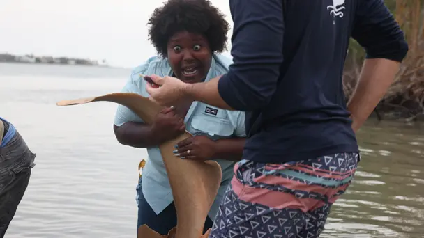 Sharks of the Dead ...