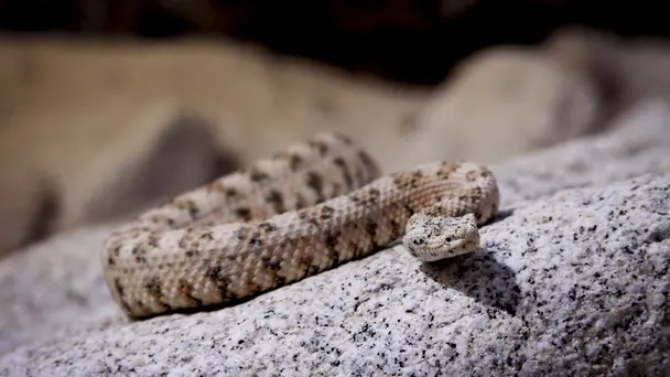 Predators Of The So...