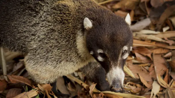 Central American Ki...