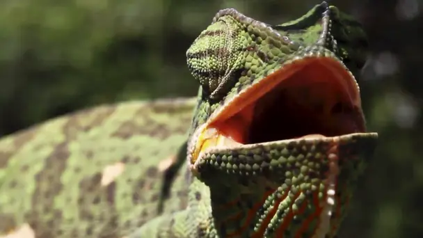 Hunters of East Africa