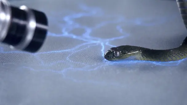 The Beauty Of Snakes