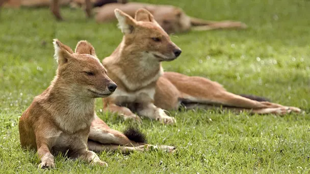 Stork Pack in Trouble