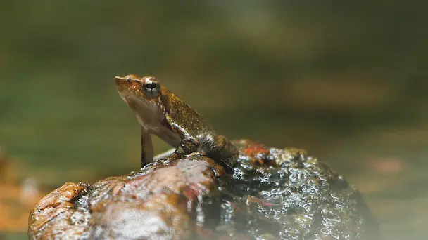 The Secret Life Of ...