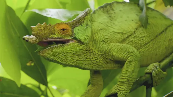 Weird, Wild And Won...