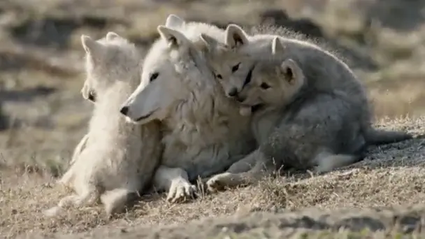 White Wolves: Ghost...