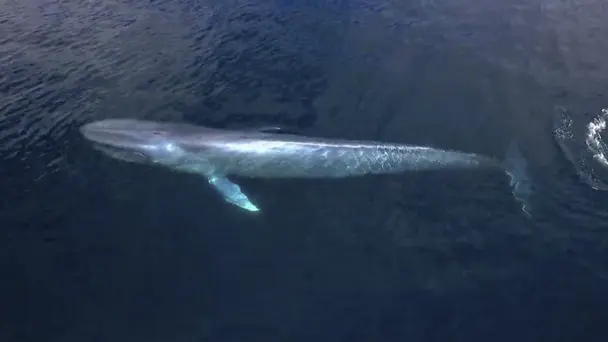 Blue Whale of Baja ...