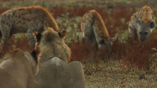 Hunting with the Manzi