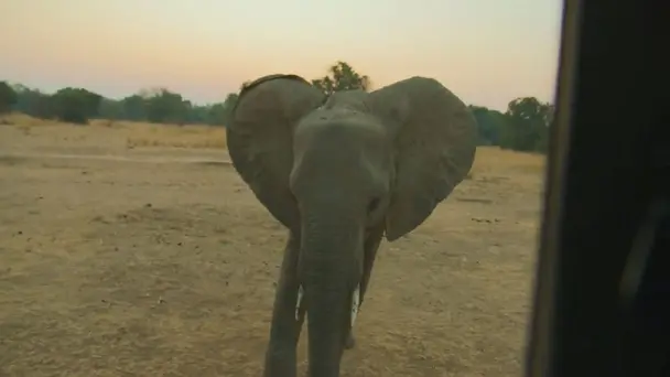 Kakumbi Are Vulnerable