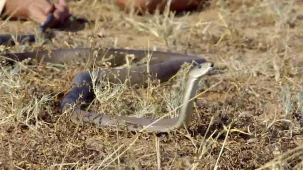 The Kiss of the Bla...