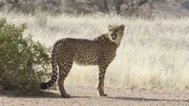 Face-to-Face with a...