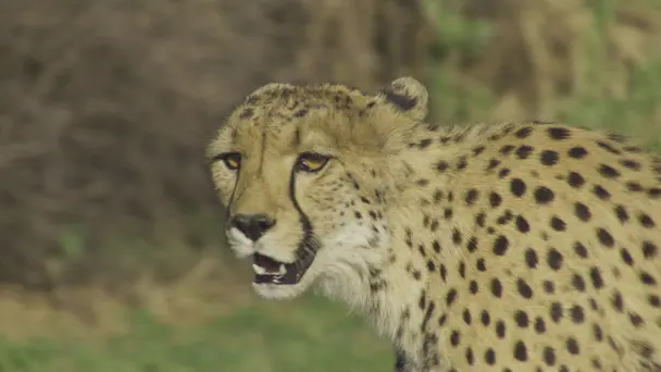 Cool, Calculating K...