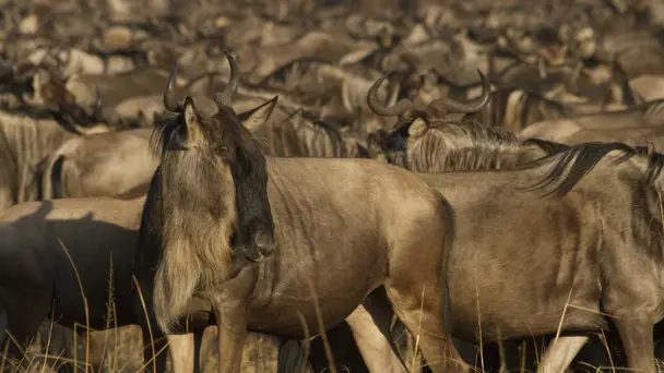 Wildebeest: Born To...