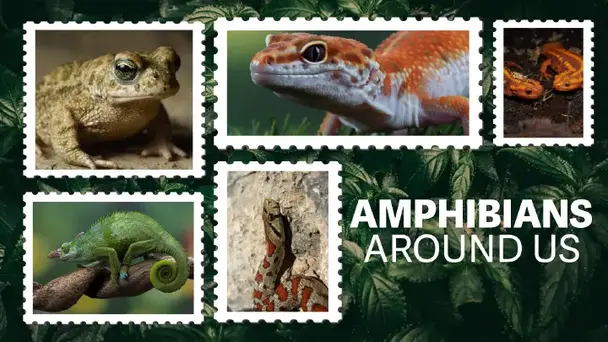 Amphibians Around Us