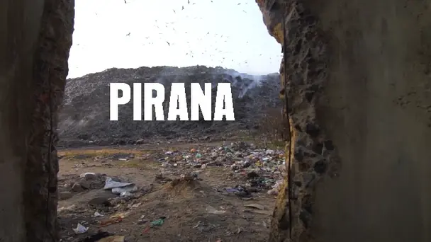 Pirana