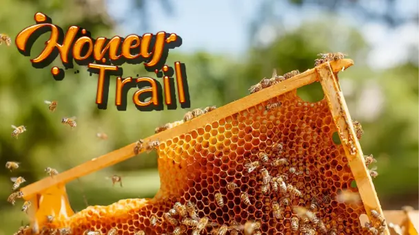 HONEY TRAIL