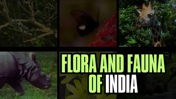 Flora & Fauna of India