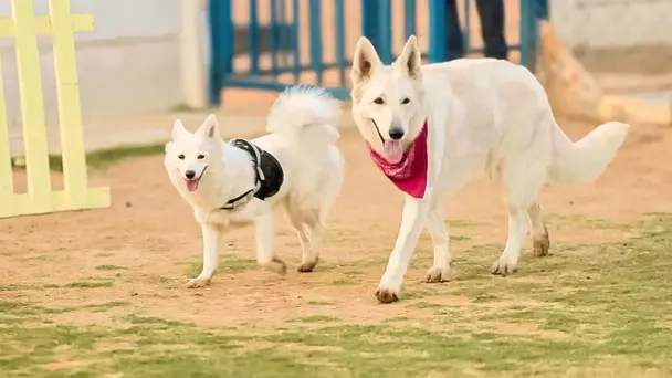 Therapy Dogs Special