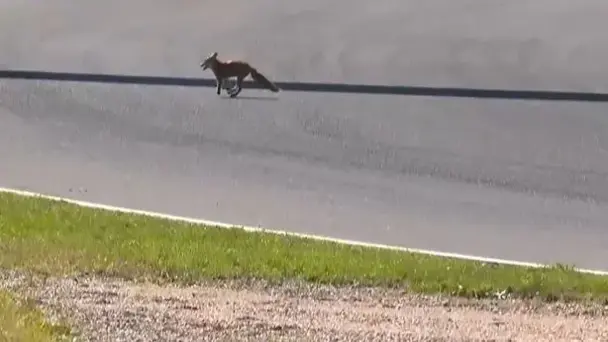 Unexpected Overtake! Fox sprinted into Zandvoort