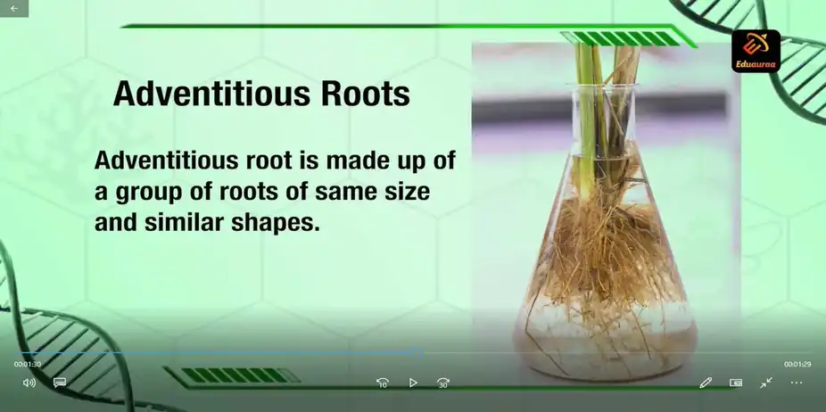 Learn About Plant Physiology