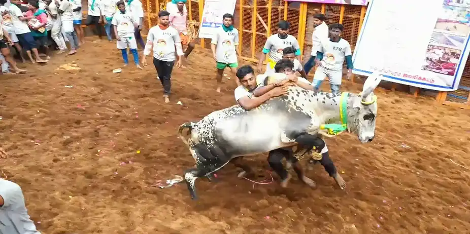 Highlights from Palamedu- Day 2- Clip 2