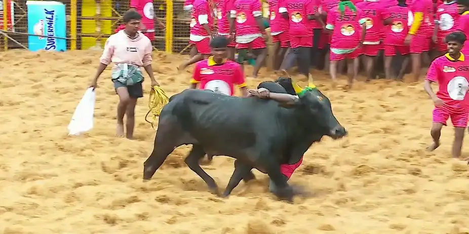 Highlights from Palamedu- Day 2- Clip 7
