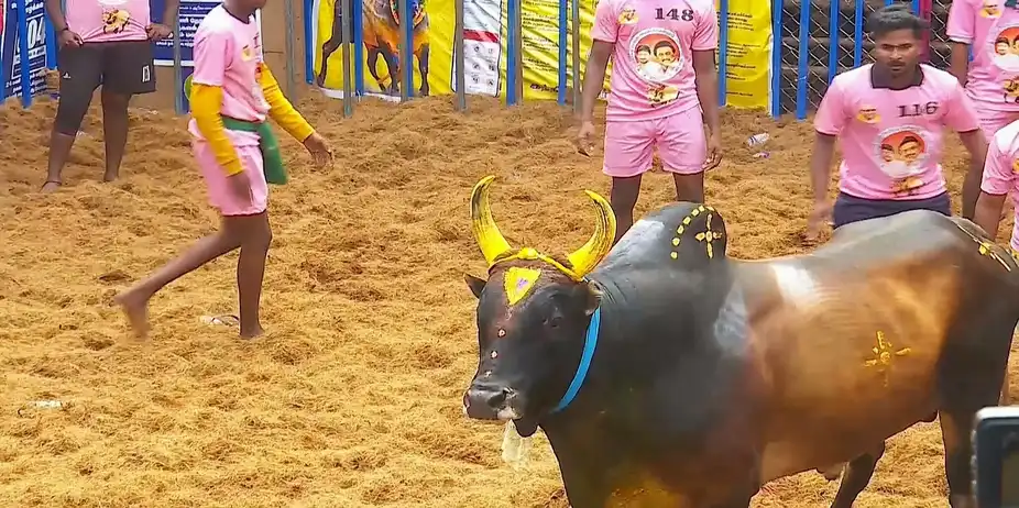 Highlights from Alanganallur- Day 3- Clip 3
