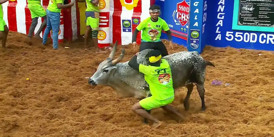 Highlights from Alanganallur- Day 3- Clip 2