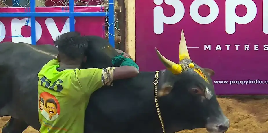 Highlights from Alanganallur- Day 3- Clip 6