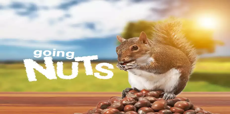 Going Nuts: Tales from Squirrel World