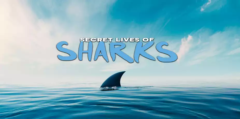 The Secret Lives of Sharks