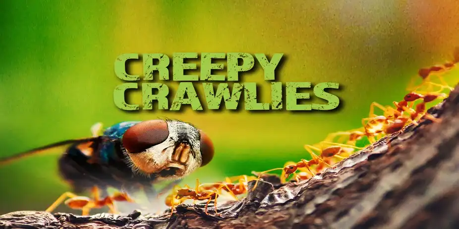 Creepy Crawlies