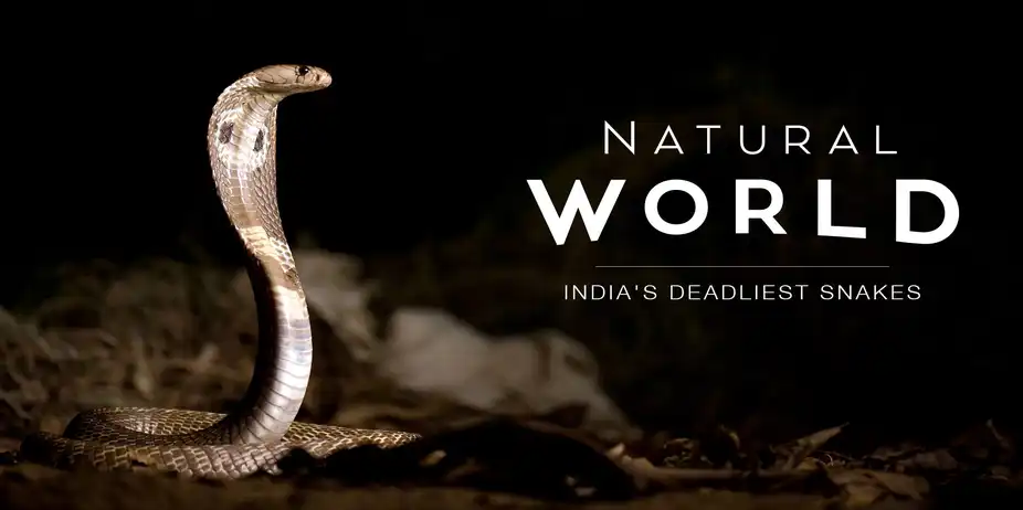 Natural World: India's Deadliest Snakes
