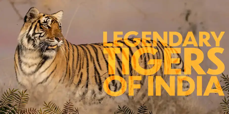 Legendary Tigers of India