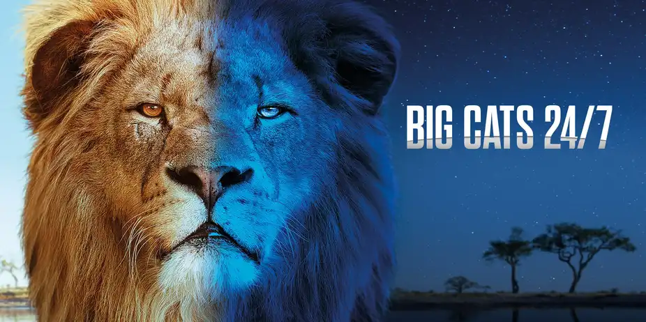Big Cats 24/7