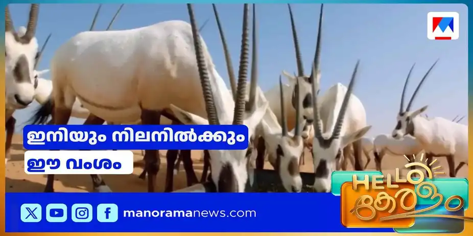 വംശനാശ ഭീഷണി മാറി; മരുഭൂമിയിലേക്ക് വീണ്ടും അറേബ്യന്മാനുകള് | Arebian Deer