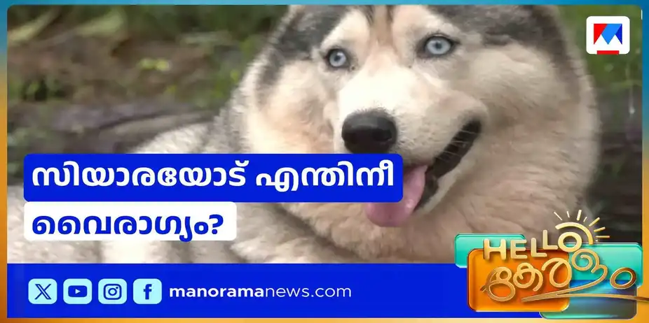സൈബീരിയൻ ഹസ്കീ ഇനത്തിലെ നായ അജ്ഞാതന്റെ ആക്രമണത്തിന് ഇരയാകുന്നു | Dog