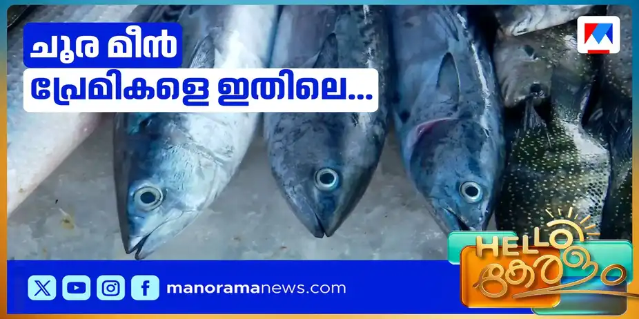 ചൂരയിൽ വിരയുണ്ടോ? ഇന്ത്യയിൽ ആശങ്ക വേണോ? | food safety