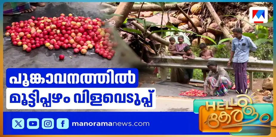 പൂങ്കാവനത്തില് മൂട്ടിപ്പഴം വിളവെടുപ്പ്; 250 ഗ്രാമിന് 160രൂപ മുതലാണ് വില | Poonkavanam