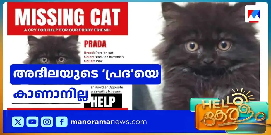 പേര്ഷ്യന് ക്യാറ്റ് ഇനത്തില്പെട്ട വളര്ത്തുപൂച്ച; അദീലയുടെ 'പ്രദ'യെ കാണാനില്ല | Cat