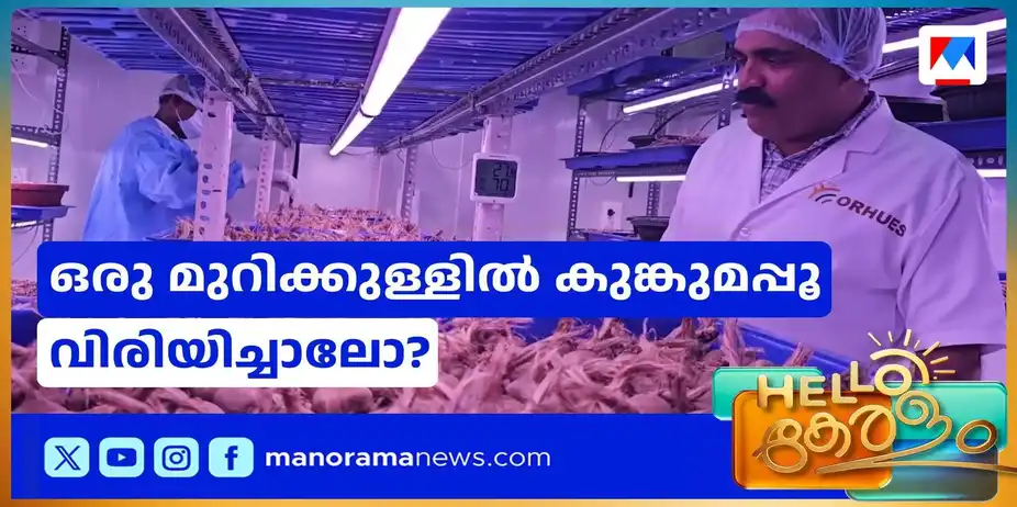 ശീതീകരിച്ച മുറിക്കുള്ളിൽ വിരിയും കുങ്കുമപ്പൂ; വ്യത്യസ്ത പരീക്ഷണവുമായി കര്ഷകന് | Saffron