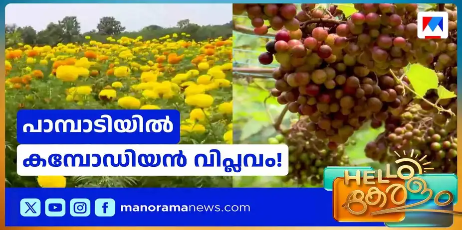 മനോജിന്റെ മുന്തിരിത്തോപ്പില് വിളവെടുപ്പ്; ഒപ്പം ചെണ്ടുമല്ലിയും പച്ചക്കറി കൃഷിയും | Grapes