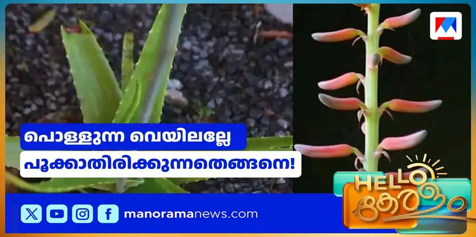 പതിവല്ല, എങ്കിലും പൂത്തു; ശലഭോദ്യാനത്തിലെ അപൂര്വ കാഴ്ച | Aloe Vera