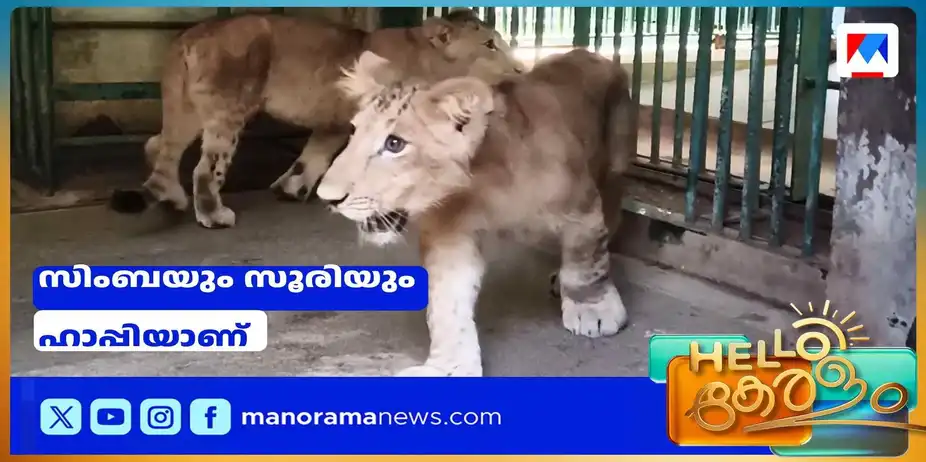 കുറുമ്പുകാണിച്ച് സിംഹക്കുരുന്നുകള്‍; തിരുവനന്തപുരം മൃഗശാലയിലെ കാഴ്ചവിരുന്ന് | Trivandrum Zoo