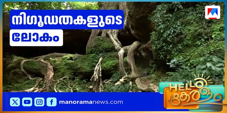 മുത്തശ്ശി വേരുകള്ക്കിടയിലെ രഹസ്യങ്ങള്; പ്രകൃതിയുടെ വിസ്മയലോകം | Kochareekkal