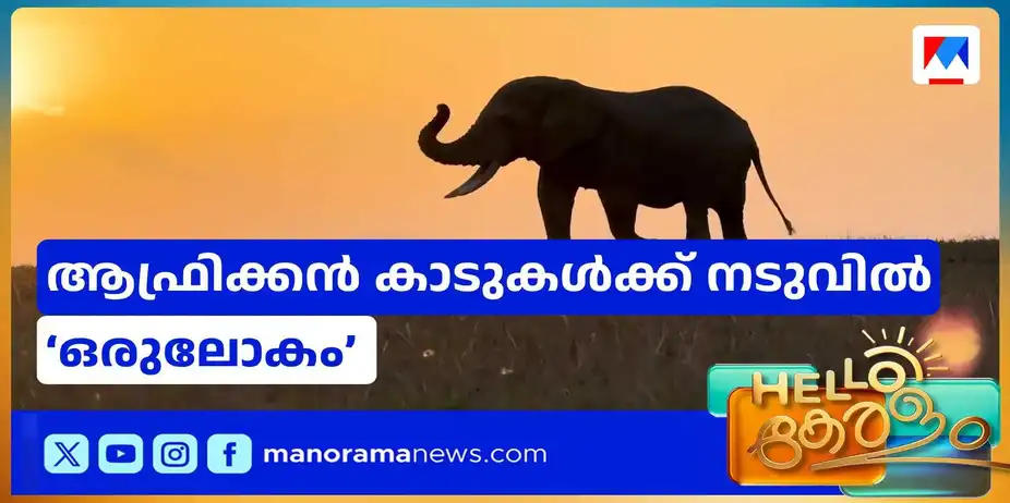മസായ് മാരയില് ചുറ്റിയടിക്കാം; കാഴ്ചവിരുന്നൊരുക്കുന്നത് മലയാളികള് | Maasai Mara