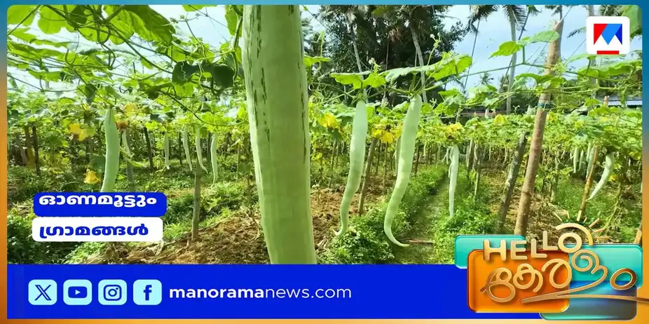 അതിര്‍ത്തി ഗ്രാമങ്ങളില്‍ വിളകള്‍ പാകമായി; ഇനി ഓണവിപണിയിലേക്ക് | Onam Villages