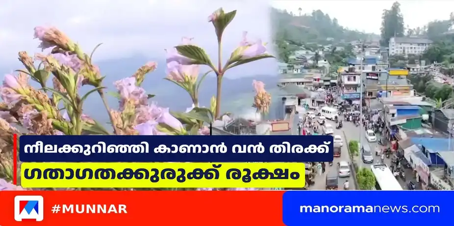 മൂന്നാറിൽ നീലക്കുറിഞ്ഞി കാണാൻ വൻ തിരക്ക്; കുരുക്കഴിക്കാൻ പൊലീസും എംവിഡിയും | Munnar | Traffic Block